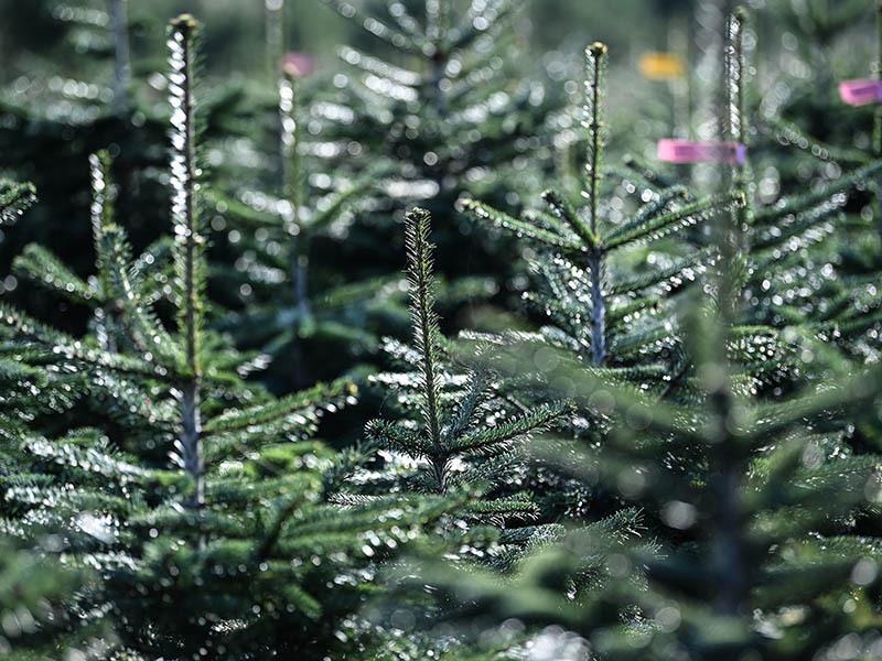 Nordmanntannen sind auf der Weihnachtsbaum-Plantage des Tannenhofs in Werder (Brandenburg) mit Preiskategorien ausgeschildert.Christbäume kosten dieses Jahr so viel wie 2020. Foto: Britta Pedersen/dpa-Zentralbild/dpa