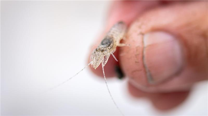 Aus dem Watt aufs Brötchen - ein paar Krabben-Fakten Nordseegarnelen spielen eine zentrale Rolle im Ökosystem Wattenmeer. (Archivfoto)