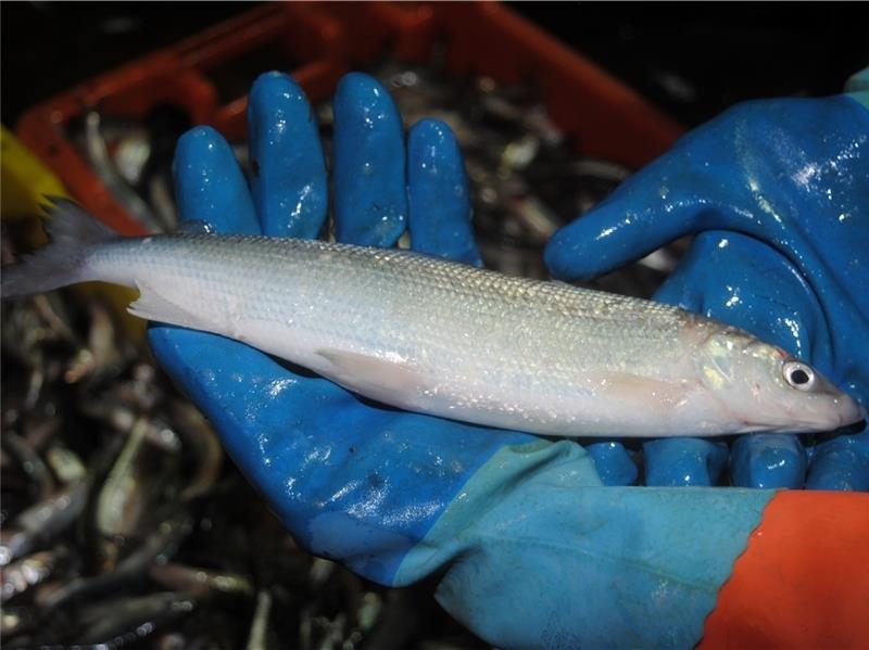 Nordseeschnäpel im Blitzlichtgewitter.