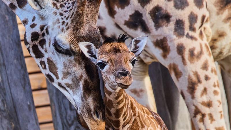 „Sehr agil und aufgeweckt“ - Schwerin begrüßt Giraffenbaby Nubische Giraffen gehören zu den stark bedrohten Tierarten.
