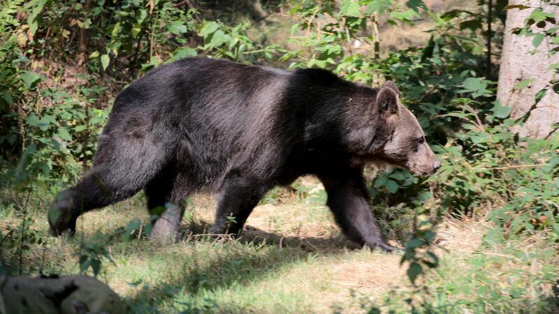 Nun kann sich das Braunbär-Pärchen in Ruhe von den Strapazen der Reise erholen. (Archivbild)