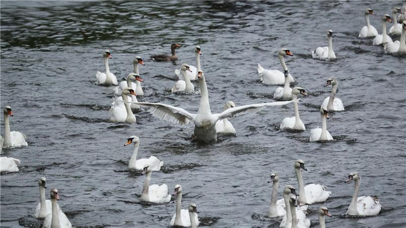 Nun können sich die Schwäne ihre Brutplätze für diese Saison suchen.