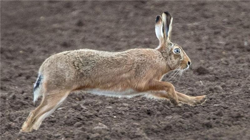 Myxomatose auch bei Feldhasen in Nordfriesland Nun sind auch im Kreis Nordfriesland Feldhasen an Myxomatose gestorben. (Symbolbild)