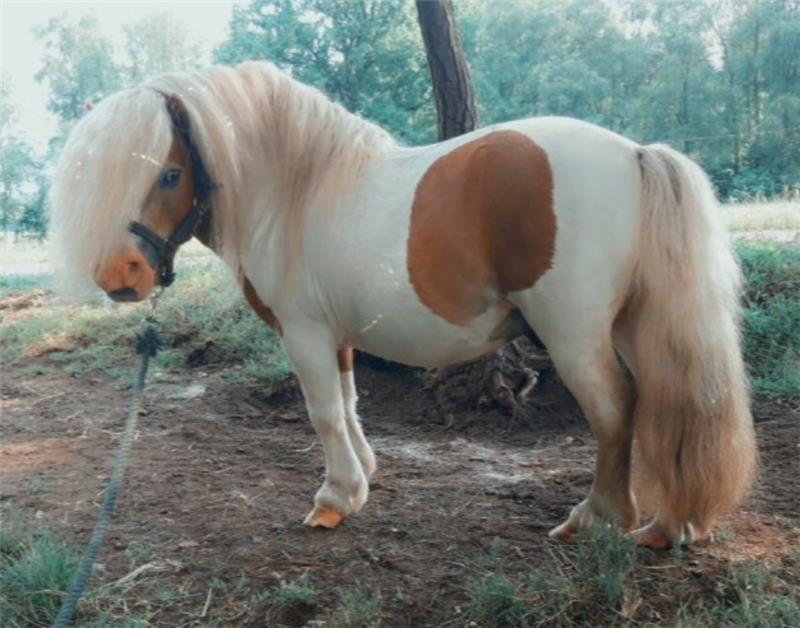 Nur 50 Meter von den Wohn- und Stallgebäuden entfernt wurde das Pony getötet. Foto: privat