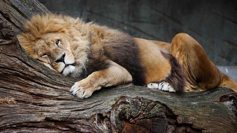 Nur drei Monate nach dem Tod von Löwendame Tembesi wurde nun auch ihr Sohn Nawiri eingeschläfert. (Archivfoto)