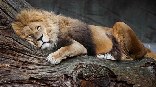 Nur drei Monate nach dem Tod von Löwendame Tembesi wurde nun auch ihr Sohn Nawiri eingeschläfert. (Archivfoto)