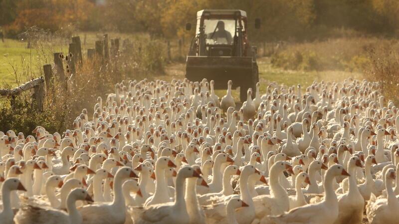 Kein Appetit mehr auf Gänsekeule Nur ein kleiner Teil des Angebotes an Gänsefleisch stammt aus gewerblicher Schlachtung in Deutschland.