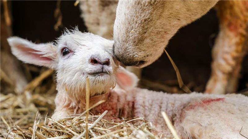Nur in Bayern und Baden-Württemberg gibt es mehr Schafe als in Schleswig-Holstein.