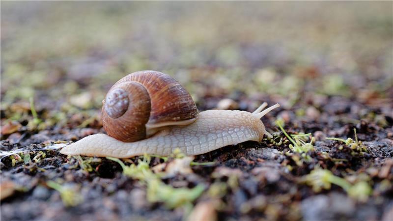 Nur nicht hetzen: Eine Schnecke kriecht über einen Feldweg im Rhein-Neckar-Kreis. 