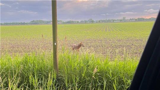 Nur rund 50 Meter trennten den Wolf vom zentralen Hofbereich eines Ferienhofs in Otterndorf, auf dem sich regelmäßig Familien, Kinder und zahlreiche Tiere aufhalten.