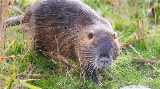 Nutrias (Myocastor coypus) gefährden die Stabilität von Deichen und Uferböschungen im Landkreis Stade. (Symbolbild)