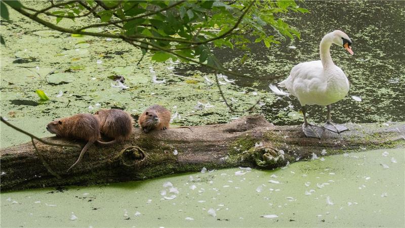 Nutrias haben sich stark ausgebreitet. Ihre Zahl soll reduziert werden. (Archivbild)