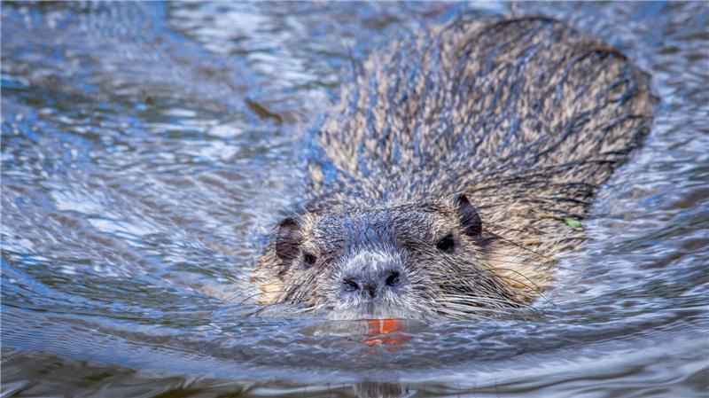 Zu viele Nutrias - Landkreis gibt 150.000 Euro für Fallen Nutrias vermehren sich schnell. (Archivbild)