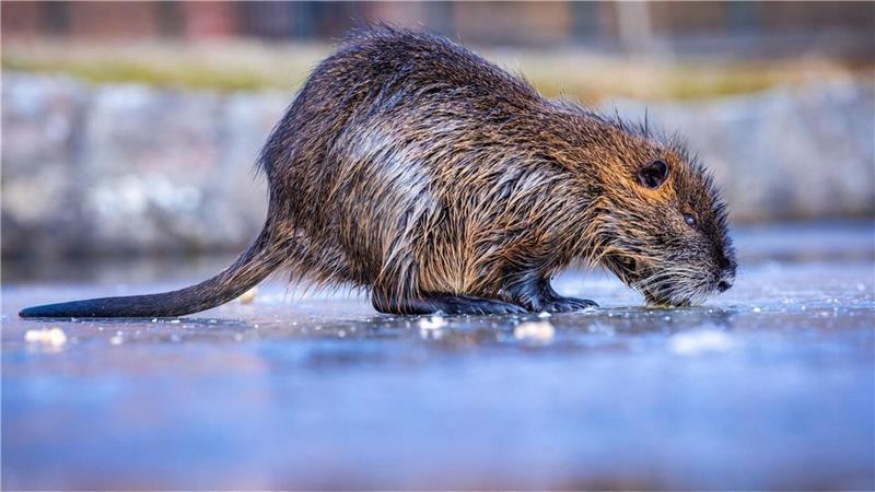 Nutrias vermehren sich stark.