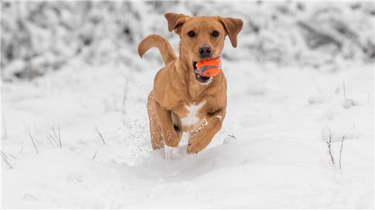 Ob beim Spielen oder Spaziergehen: Fellnasen richten schnell auch mal Schaden an. Versicherungen können hier den Geldbeutel schonen.