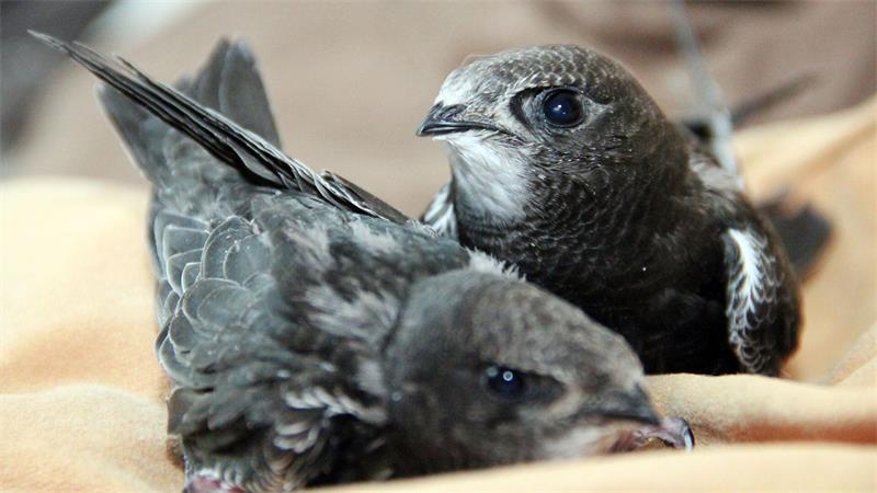 Pflegestationen am Limit – Vogelküken verlassen heiße Nester Ob dann ein Eingreifen des Menschen nötig ist, hängt von der betroffenen Art ab.
