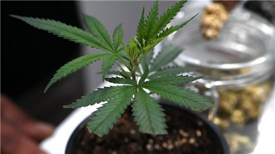 Ob frisch oder getrocknet: Cannabis stand im Mittelpunkt der Messe Mary Jane. (Archivbild)