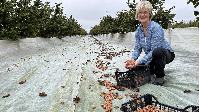 Obstbäuerin Britta Schumacher-Stechmann aus Mittelnkirchen erntet die letzten Haselnüsse.