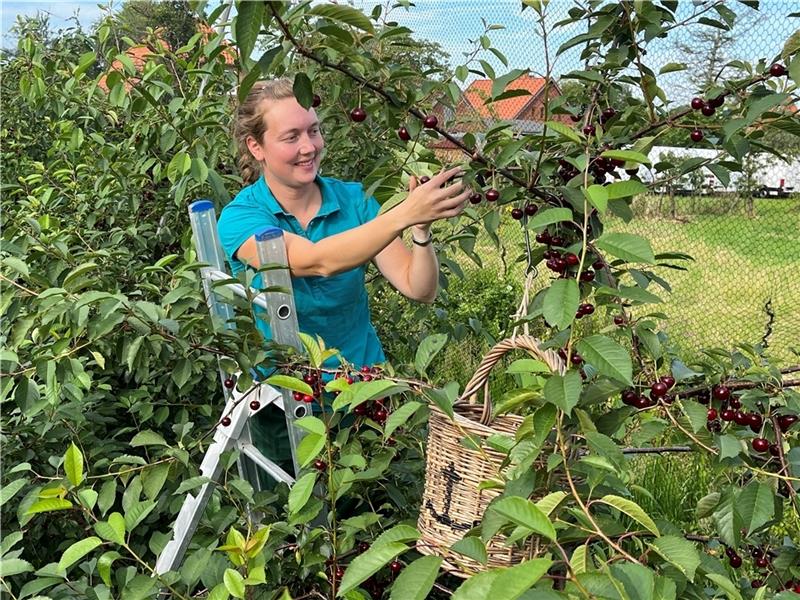 Obstbäuerin Meta Hauschildt pflückt Sauerkirschen in Westerjork, sie baut Sorten wie Achat, Morellenfeuer und Schattenmorelle an. Foto: Vasel