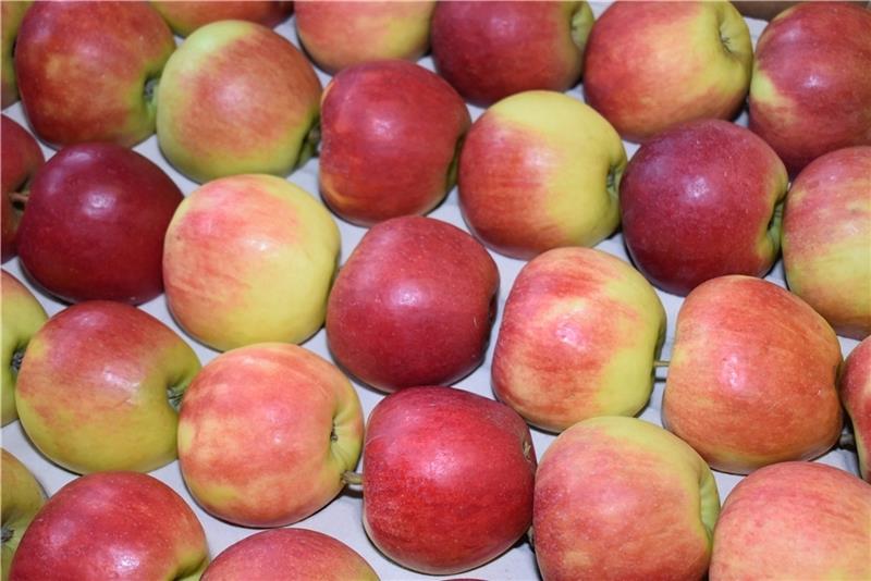 Obstbau: Äpfel aus Deutschland dürfen nicht unter Wert verkauft werden. Foto: Vasel