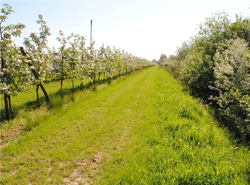 Obstbau Apfelblüte Fahrgasse Blühstreifen rechts Foto Vasel