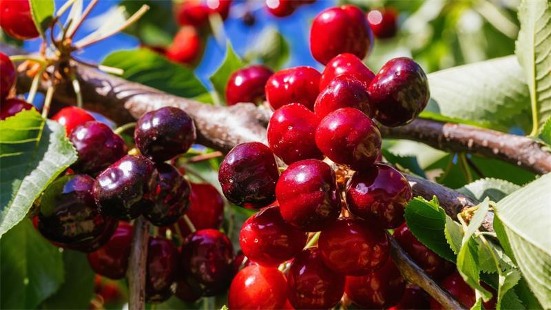 Obstbaubetriebe in Deutschland können Summe ein gutes Kirschenjahr bilanzieren. (Archivbild)