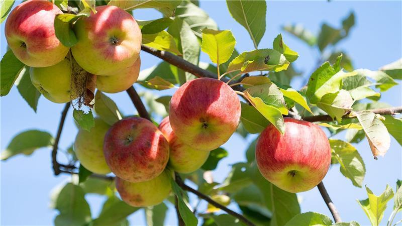 Überdurchschnittliche Apfelernte erwartet Obstbaubetriebe rechnen mit mehr als einer Million Tonnen Äpfeln (Archivbild)