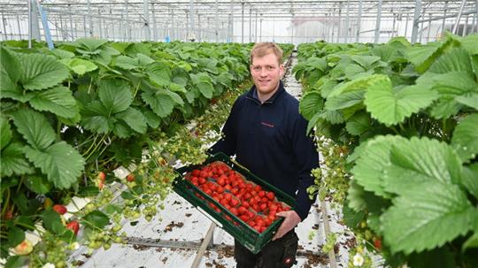 Obstbauer Christian Nodop präsentiert die ersten Erdbeeren der Saison 2024 aus seinem gläsernen Gewächshaus in Osterladekop.