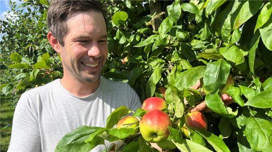 Obstbauer Claus Eckhoff erntet die August-Äpfel Collina und Deljonca auf seiner Plantage in Hollern.
