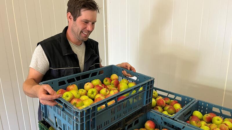 Altländer ernten August-Äpfel: Das ist das Besondere an den Frühsorten Obstbauer Claus Eckhoff stapelt seine Collina-Kisten im Kühllager.