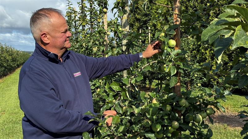 Deutsche Obstbauern klagen über Dumpingpreise und steigende Importe Obstbauer Claus Schliecker hat seine Bloss-Äpfel im Blick.