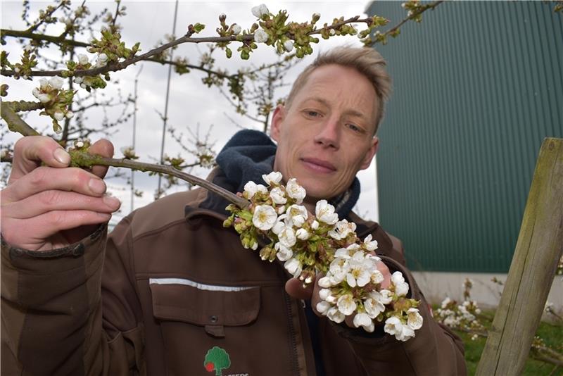 Obstbauer Cord Lefers aus Osterjork begutachtet die ersten Blüten seiner Kirschen. Foto: Vasel