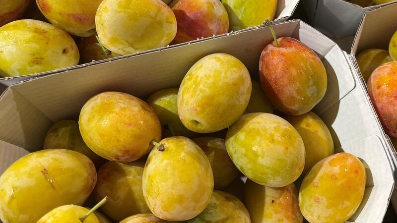 Obstbauer Cord Lefers baut jetzt auch Aprikosenmirabellen an.