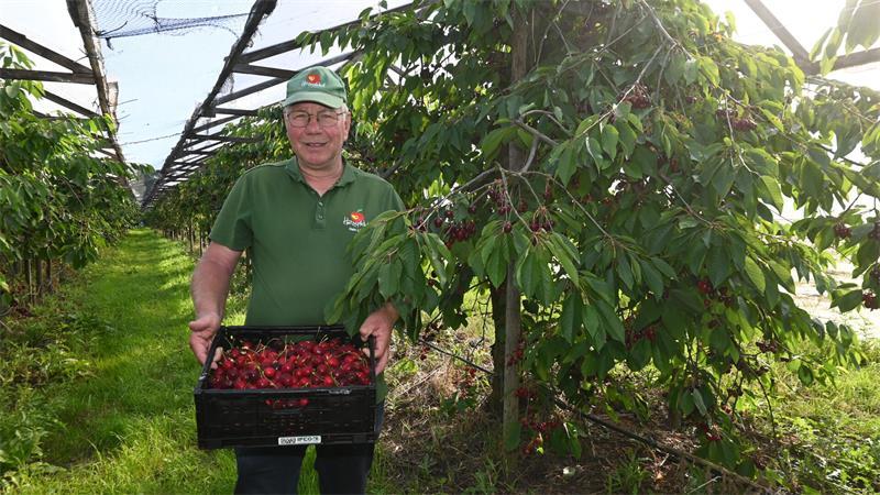 Obstbauer Hein Lühs vom Herzapfelhof in Westerjork setzt auf Dachkirschen.