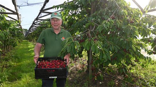 Obstbauer Hein Lühs vom Herzapfelhof in Westerjork setzt auf Dachkirschen.