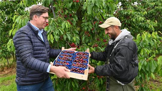 Obstbauer Henning Ramdohr (links) erntet mit seinem Mitarbeiter Kenan Cicek die ersten Kirschen, es handelt sich um die Sorte Naprumi.