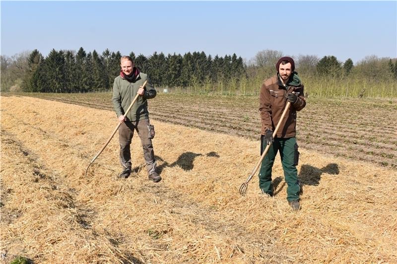 Obstbauer Jonas Cohrs (links) und sein fester Mitarbeiter, Marcin Golab (31) aus Polen, verteilen Stroh auf dem Erdbeerfeld . Dieses wirkt wie ein Wachstumshemmer, denn Erdbeeren sollen von Mai bis August geerntet werden. Ohne erfahrene eng