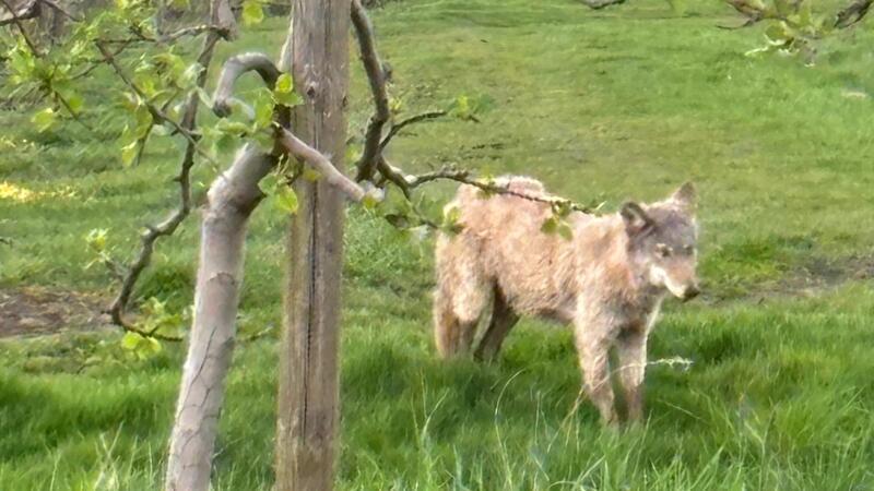 Ein Wolf steht auf einer Obstplantage im Alten Land.