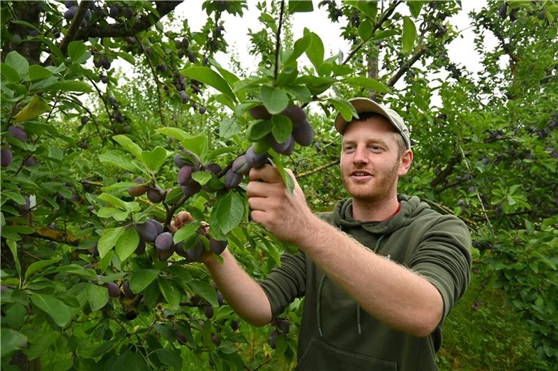 Obstbauer Rolf Lühs aus Jork begutachtet die Pflaumen , um den idealen Erntezeitpunkt festzulegen. Foto: Vasel