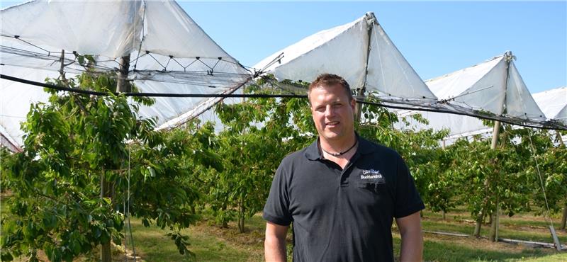 Obstbauer und Vorsitzender der Fachgruppe Obstbau im Landesbauernverband Ulrich Buchterkirch vor seinen überdachten Kirschbäumen in Krummendeich. Fotos von Allwörden