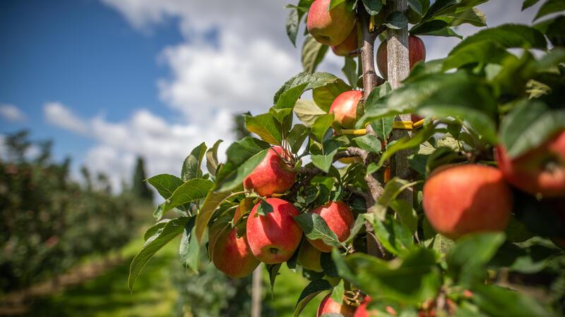 Diese EU-Entscheidung rettet Obsthöfe vor dem Aus Obstbauern in Kehdingen (Vogelschutz) und im Hamburger Teil des Alten Landes (Wasserschutzgebiet) hätte das „Aus“ gedroht.