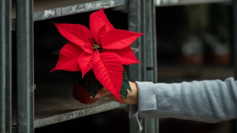 Obwohl die Produktion gesunken ist, steht der Weihnachtsstern weiter auf Platz eins der in Niedersachsen erzeugten Zimmerpflanzen. (Symbolbild)