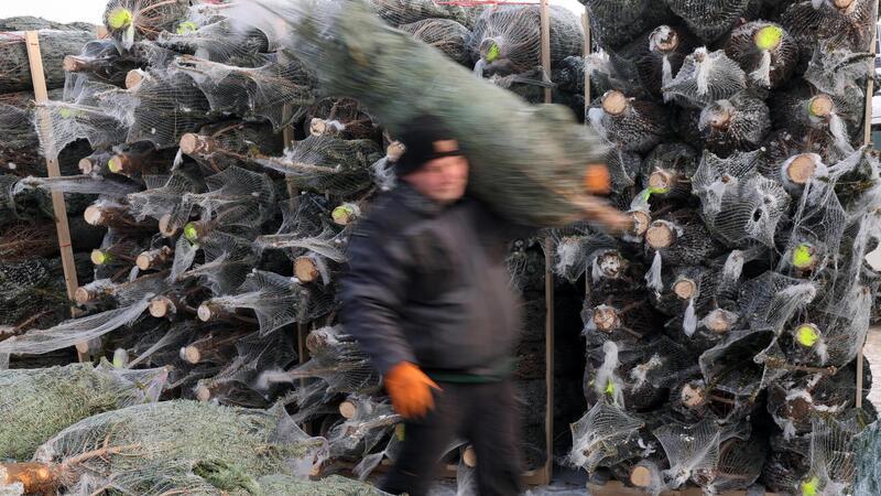 Oft steht er schon vor dem 24. Dezember in vielen Wohnzimmern - der Weihnachtsbaum. Der BUND hat jetzt 19 Exemplare von einem unabhängigen Labor auf Pestizide testen lassen.