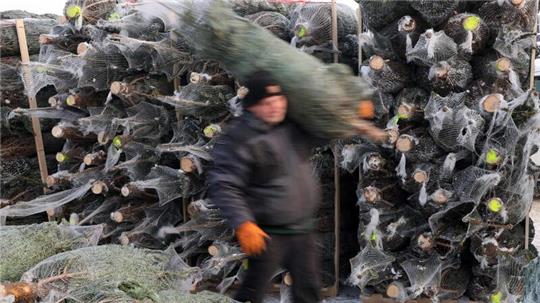 Oft steht er schon vor dem 24. Dezember in vielen Wohnzimmern - der Weihnachtsbaum. Der BUND hat jetzt 19 Exemplare von einem unabhängigen Labor auf Pestizide testen lassen.