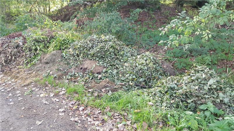 Laub im Wald abladen? Kreis Stade warnt vor illegaler Abfallentsorgung Oft werden Grünabfälle in der Natur nicht gemeldet.