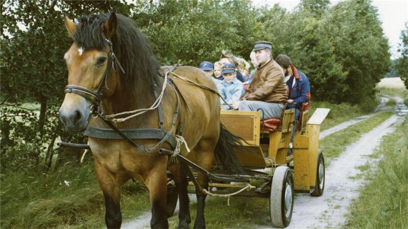 Ohlenroths lieben die Kutschfahrten mit Thees Borchers.
