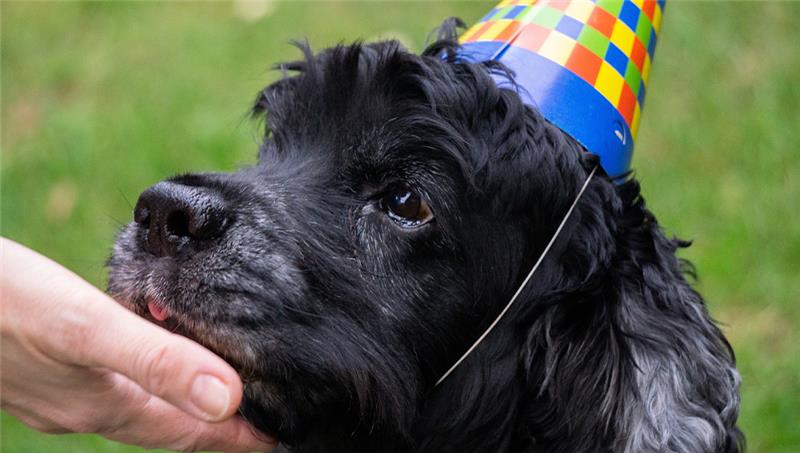 Entspannt Silvester feiern mit Hund? Diese Experten-Tipps helfen Ohne Stress mit dem Hund ins neue Jahr wechseln. Foto: Pixabay.de