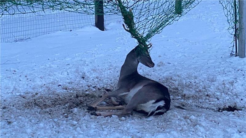 Ohne menschliche Hilfe hat der Hirsch keine Chance, sich aus dem Tornetz zu befreien.