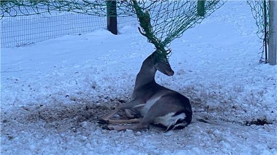 Ohne menschliche Hilfe hat der Hirsch keine Chance, sich aus dem Tornetz zu befreien.