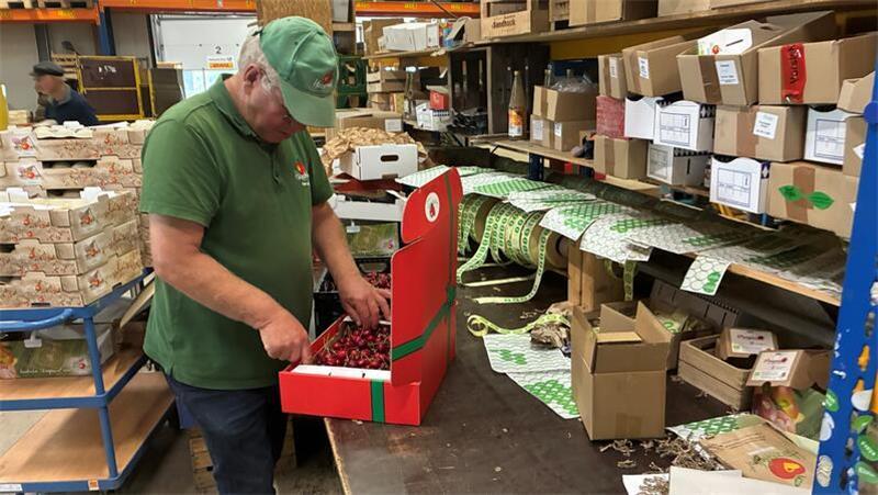 Online-Bestellung: Die Altländer verschicken ihre Kirschen deutschlandweit mit Express-Post, hier packt Obstbauer Hein Lühs einen Karton mit Dachkirschen.